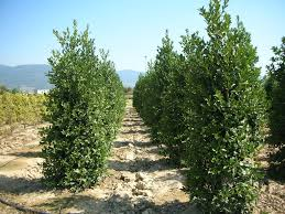 ILEX CASTANEIFOLIA - JARDINIÈRE