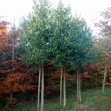 [6245] ILEX CASTANEIFOLIA - TIGE (Persistant, 250/300)