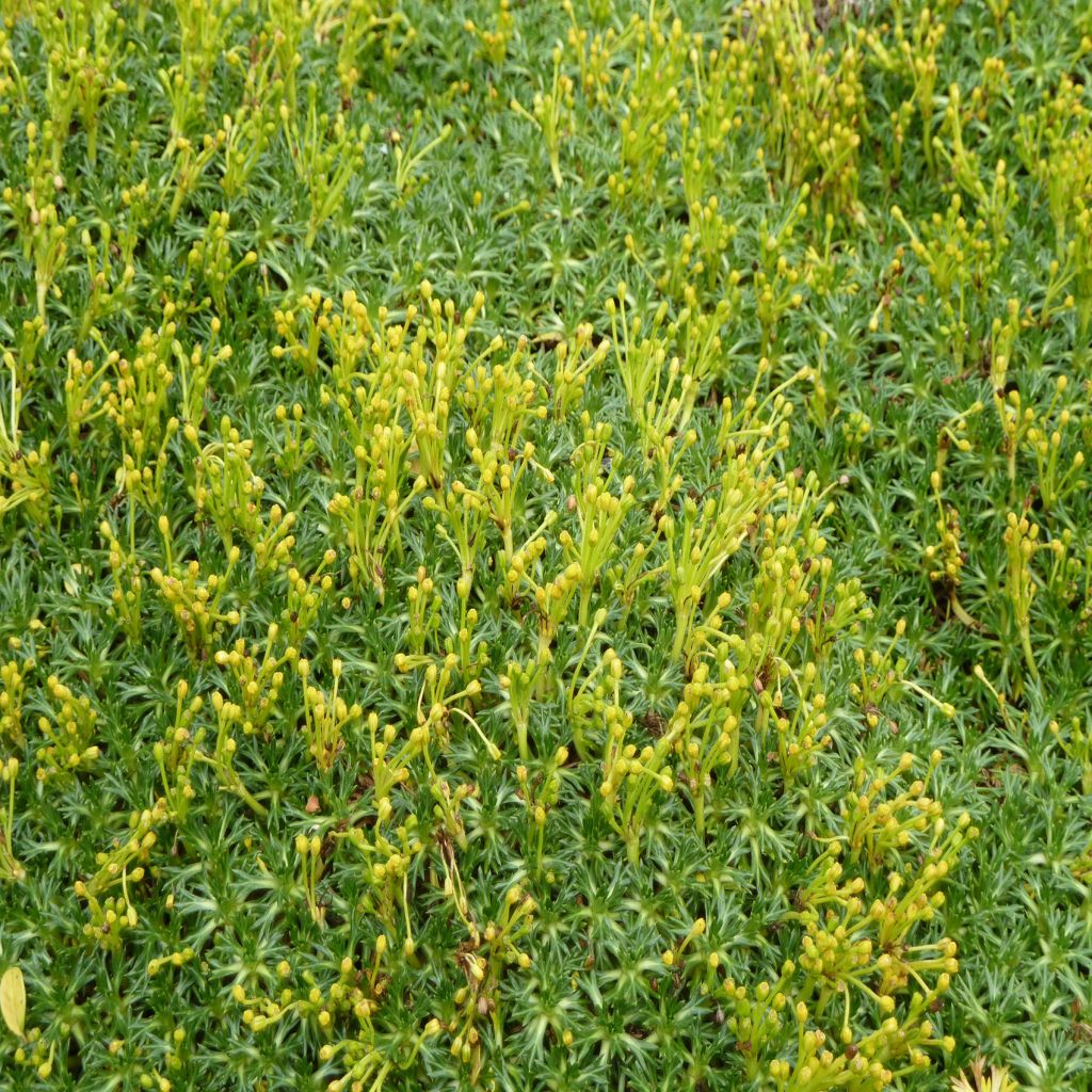 AZORELLA TRIFUCATA JAUNE