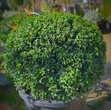 ILEX CRENATA
