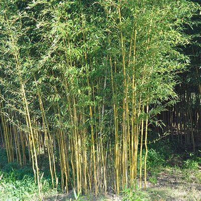 [1628] BAMBUSA PHYLLOSTACHYS AUREA (Persistant, 5 à 10 m)