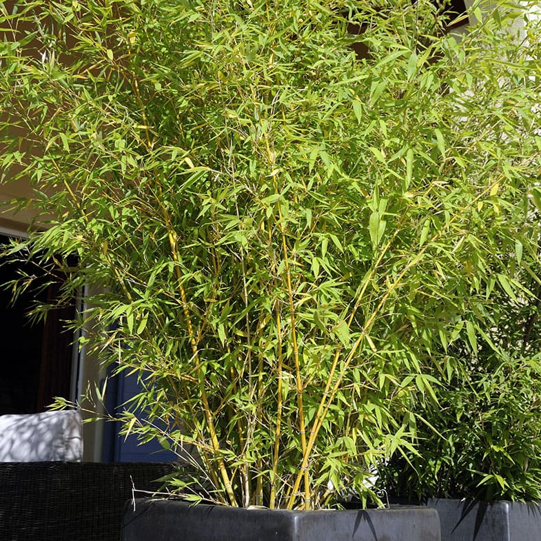 [1629] BAMBUSA PHYLLOSTACHYS AUREA - PALISSÉE (Persistant, 5 à 10 m)
