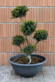 [6257] ILEX CRENATA - POMPONS (Persistant, 200/250)