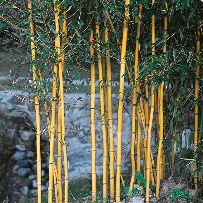 BAMBUSA PHYLLOSTACHYS AUREOSULCATA AUREOCAULIS