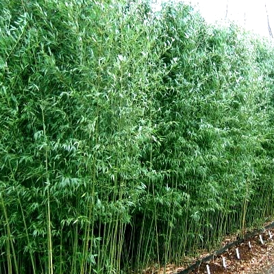 BAMBUSA PHYLLOSTACHYS BISSETII