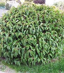 [10118] PRUNUS LUSITANICA ANGUSTIFOLIA - BOULE (Persistant, 200/250)