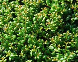 [6276] ILEX CRENATA CONVEXA (Persistant, 100/150)