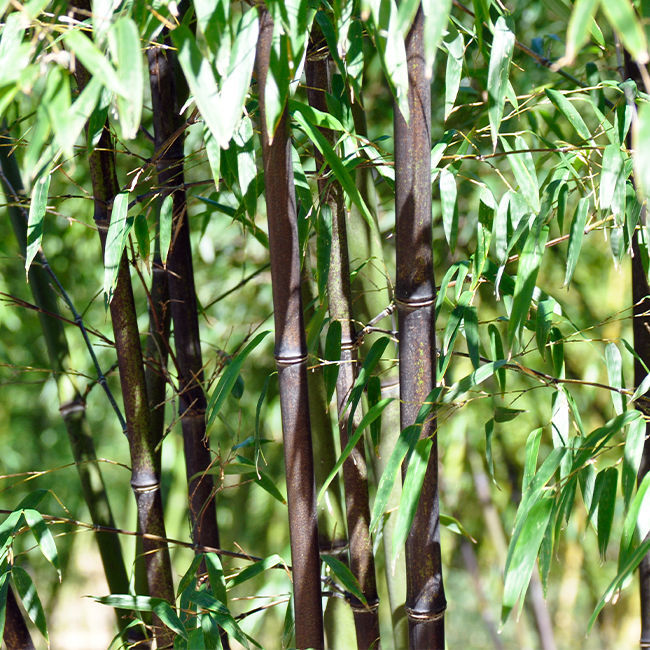[1664] BAMBUSA PHYLLOSTACHYS NIGRA (Persistant, 5 à 10 m)