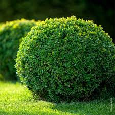 ILEX CRENATA DARK GREEN