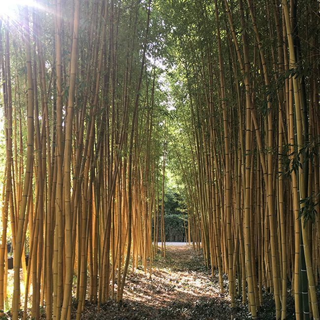 [1671] BAMBUSA PHYLLOSTACHYS VIRIDIS (Persistant, 5 à 10 m)