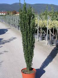 [6282] ILEX CRENATA FASTIGIATA (Persistant, 250/300)