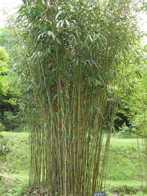 [1675] BAMBUSA PSEUDOSASA JAPONICA METAKE (Persistant, 3 à 5 m)