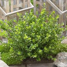 ILEX CRENATA GLORY GEM