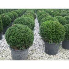 [6290] ILEX CRENATA GLORY GEM - BOULE (Persistant, 100/150)