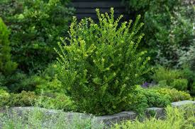 [6296] ILEX CRENATA GREEN HEDGE (Persistant, 3 à 5 m)