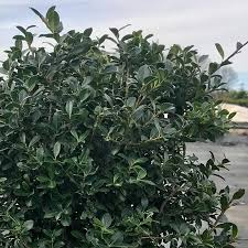 [6299] ILEX CRENATA GREEN LUSTRE (Persistant, 100/150)