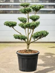 [6300] ILEX CRENATA GREEN LUSTRE - BOULE (Persistant, 100/150)