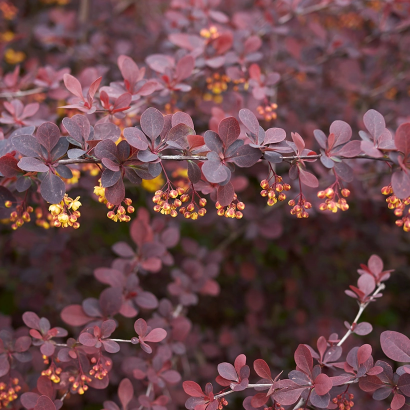 BERBERIS THUNB. ATROPURPUREA
