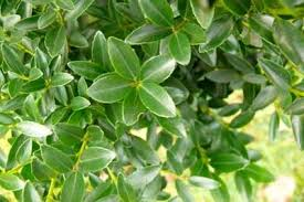 [6331] ILEX MAXIMOWICZIANA VAR. KANEHIRAE (Persistant, 3 à 5 m)