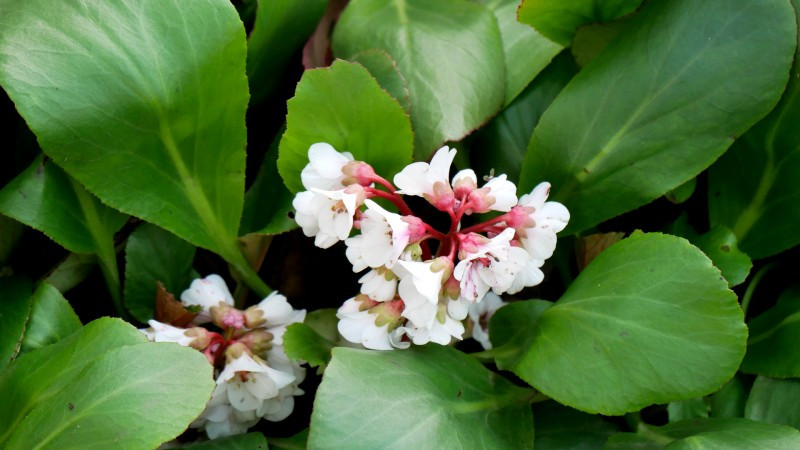 BERGENIA CORDIFOLIA SILBERLIGHT