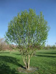 PRUNUS PADUS - CEPEE