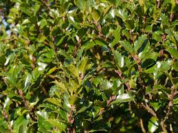 [6334] ILEX MESERVEAE BLUE PRINCE (Persistant, 3 à 5 m)