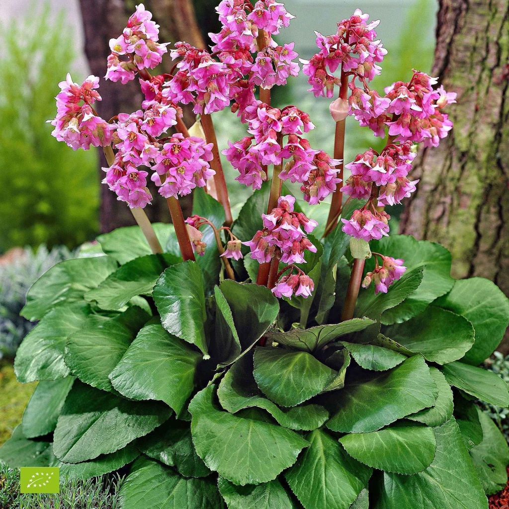 [1772] BERGENIA EROICA ROUGE (Persistant, 20/50)