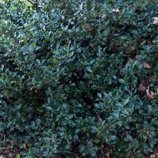 ILEX MESERVEAE BLUE PRINCE - BOULE
