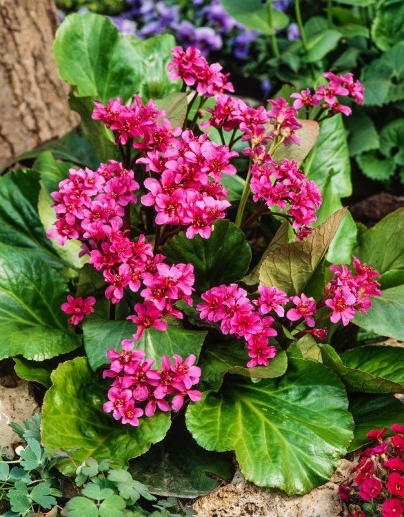 BERGENIA ROTBLUM ROUGE