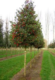 ILEX MUTCHAGARA NELLIE R. STEVENS