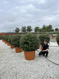 ILEX MUTCHAGARA NELLIE R. STEVENS - BOULE