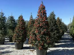 ILEX MUTCHAGARA NELLIE R. STEVENS - CONE