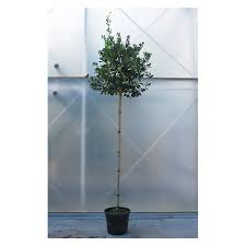 [6344] ILEX MUTCHAGARA NELLIE R. STEVENS - DEMI TIGE (Persistant, 3 à 5 m)