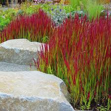 [6386] IMPERATA CYLINDRICA