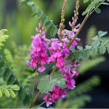 [6389] INDIGOFERA HETERANTHA (Caduc, 100/150)