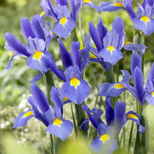 IRIS ENSATA BLEU
