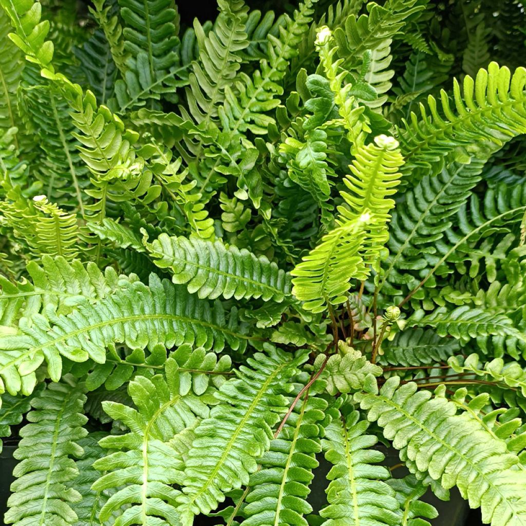 [1829] BLECHNUM SPICANT (Persistant, 20/50)