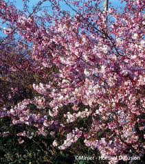 PRUNUS SUBHIRTELLA AUTUMNALIS - DEMI TIGE
