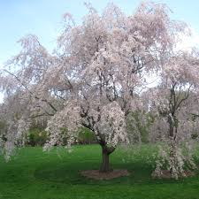 [10278] PRUNUS SUBHIRTELLA PENDULA - TIGE (Caduc, 5 à 10 m)