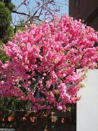 PRUNUS TRILOBA