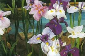 [6416] IRIS KAEMPFERI (Caduc, 50/100)