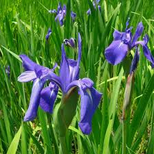 IRIS LAEVIGATA BLEU
