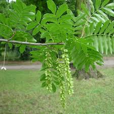 [10295] PTEROCARYA FRAXINIFOLIA - TIGE (Caduc, +20 m)