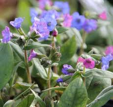[10299] PULMONARIA AZUREA (Caduc, 0/20)