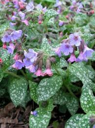 PULMONARIA SACCHARATA MRS MOON