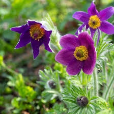 [10303] PULSATILLA VULGARIS (Caduc, 0/20)