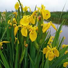 [6424] IRIS PSEUDOACORUS (Caduc, 100/150)