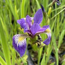 IRIS VERSICOLOR BLEU