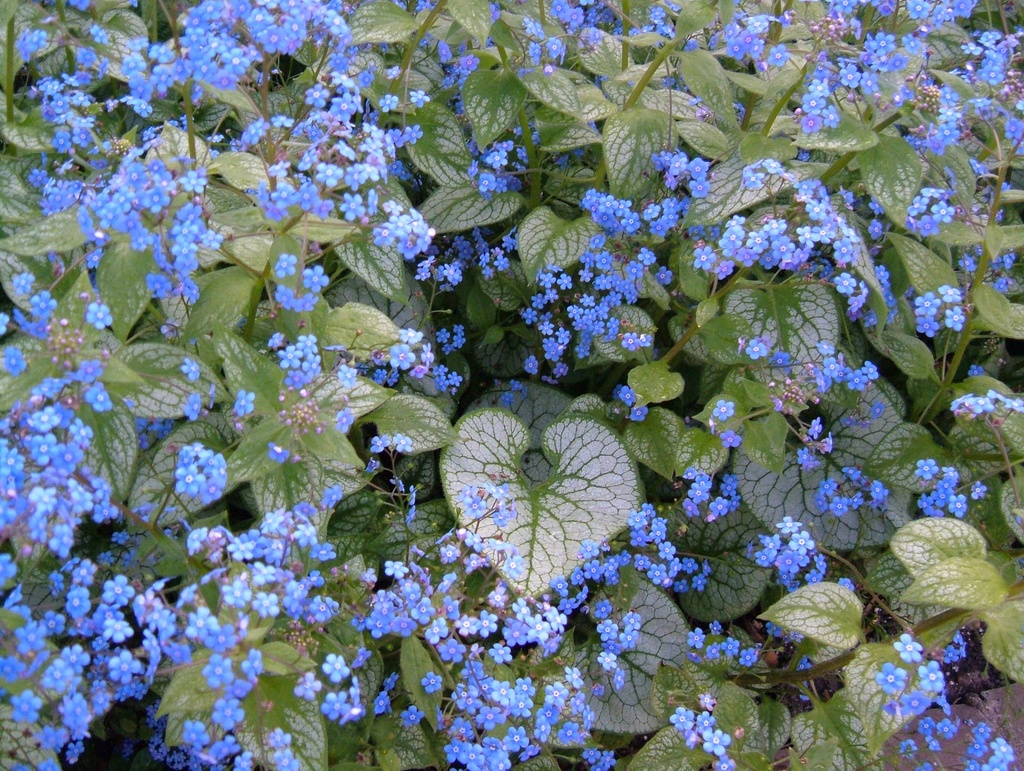 BRUNNERA MACRO, JACK FROST BLEU