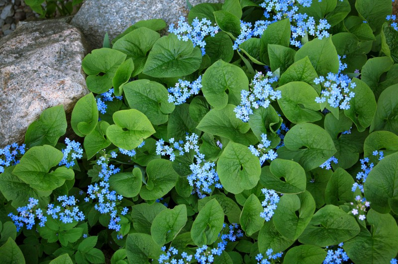 BRUNNERA MACROPHYLLA